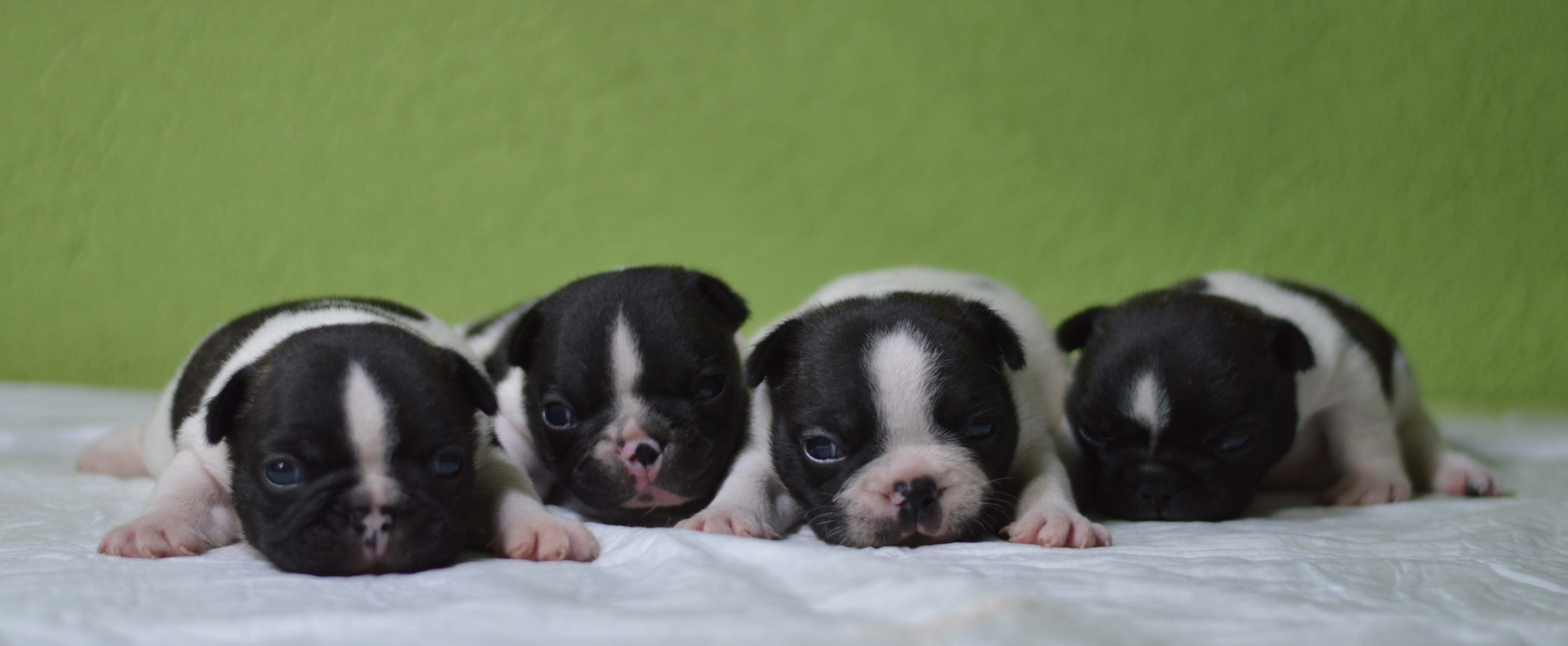Budbulls S litter